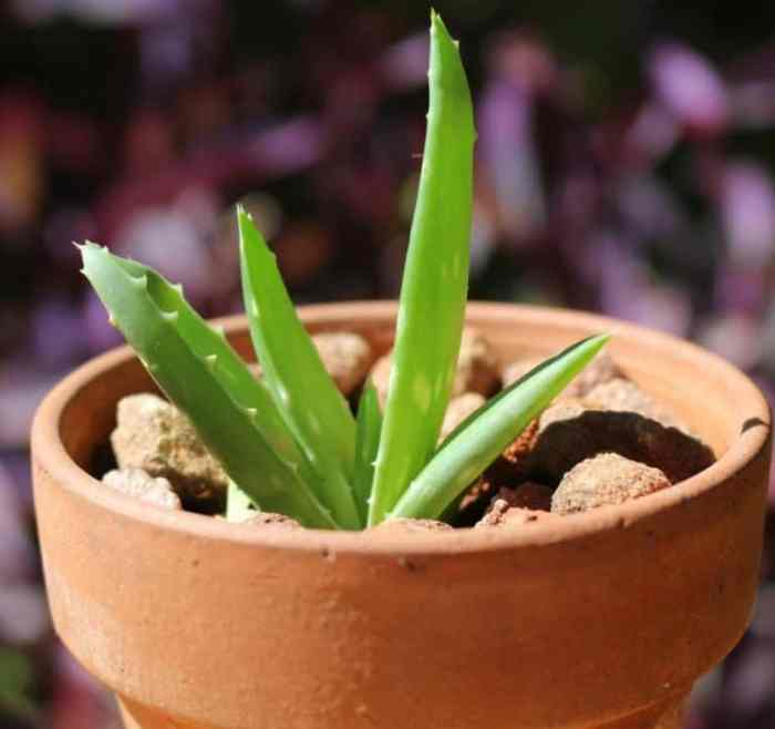 Best pot for aloe plant