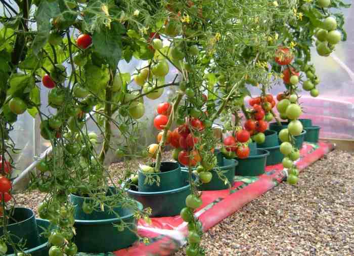 Plant tomatoes in pots