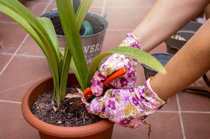 Amaryllis plant after flowering