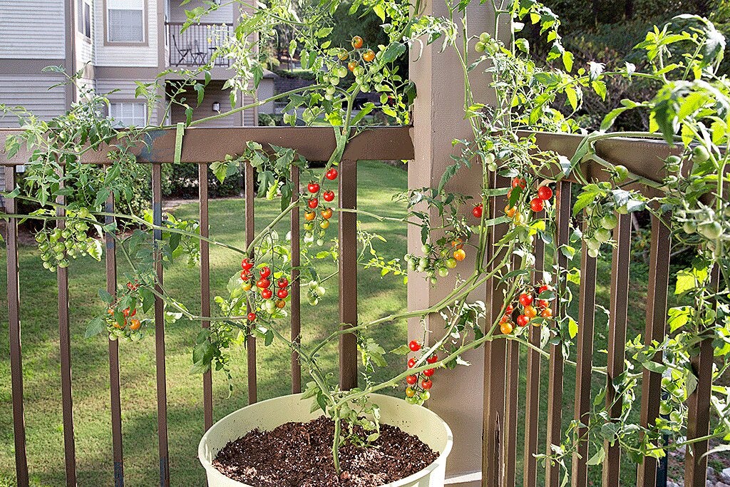 Containers tomato container garden pots