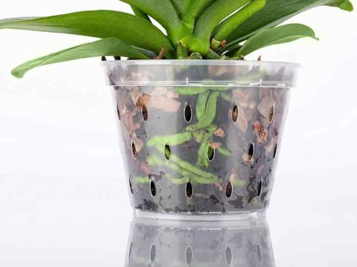 Transparent orchid plant pots