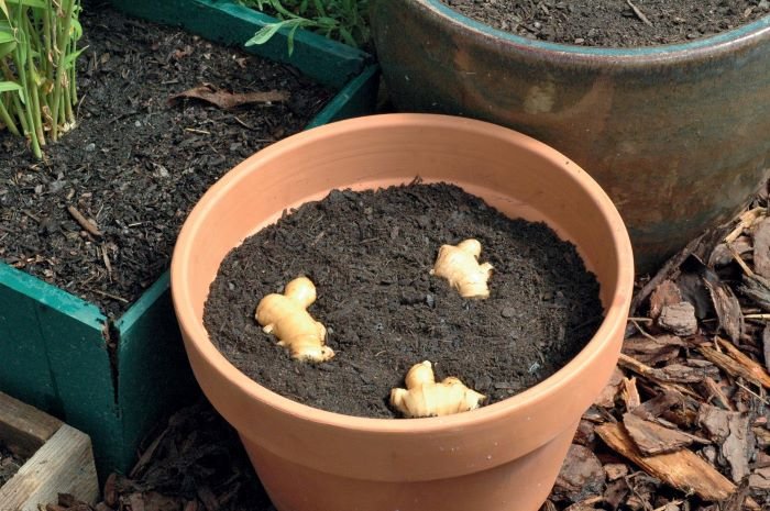 How to plant ginger in a pot