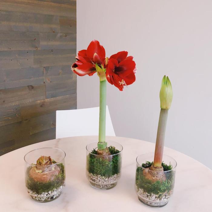 Amaryllis plant after flowering