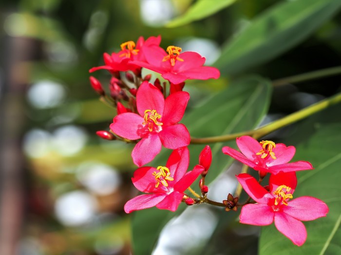 Tiny red flowers plant