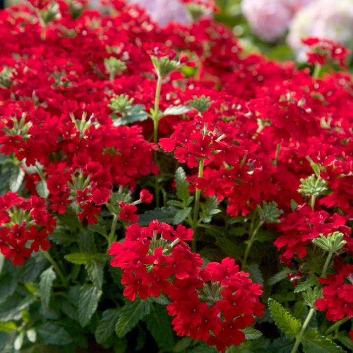 Tiny red flowers plant