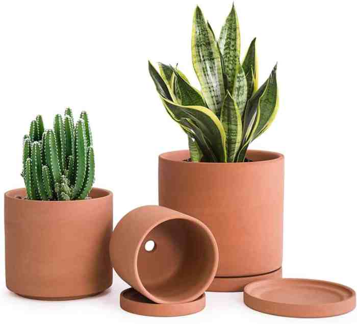 Best pot for aloe plant