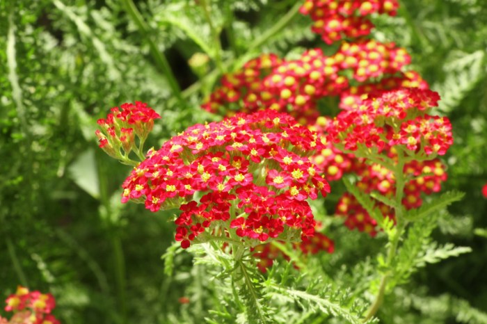 Flowers red plants meridionalis flower orange rebel dianthus white bbc now