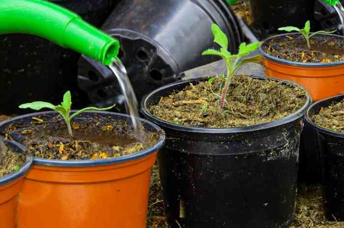 Plant tomatoes in pots