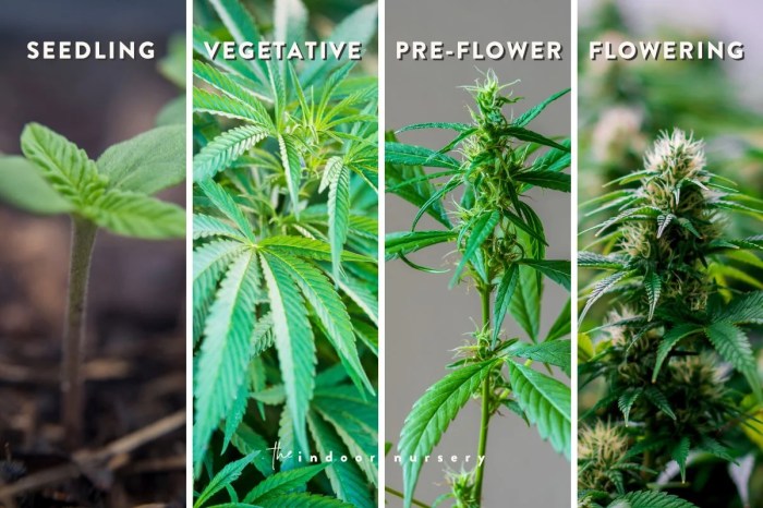 When to harvest a male pot plant